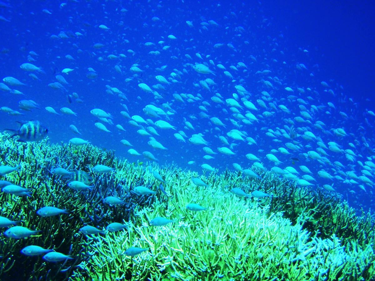 Seven Colors Ishigakijima Hotel Ishigaki  Kültér fotó